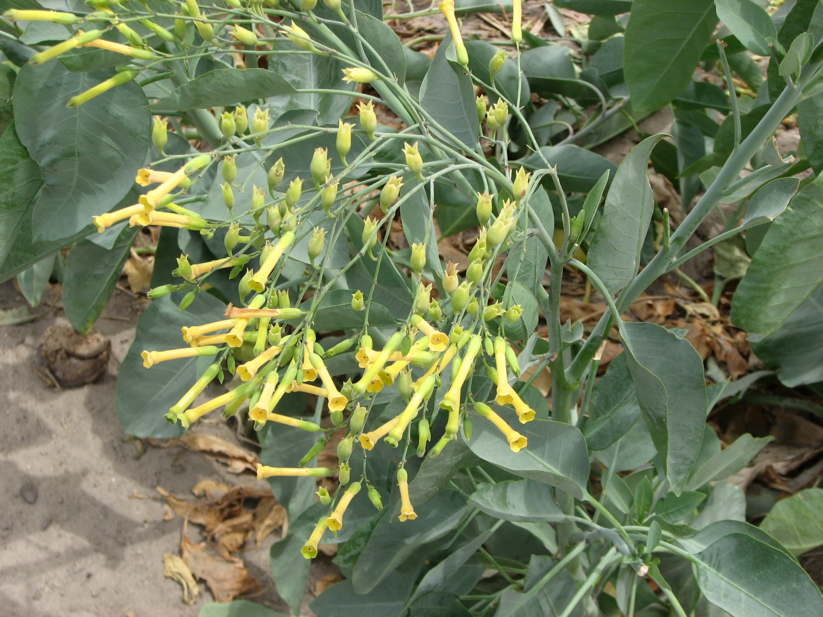 Course Image Plantas del Pastizal  A