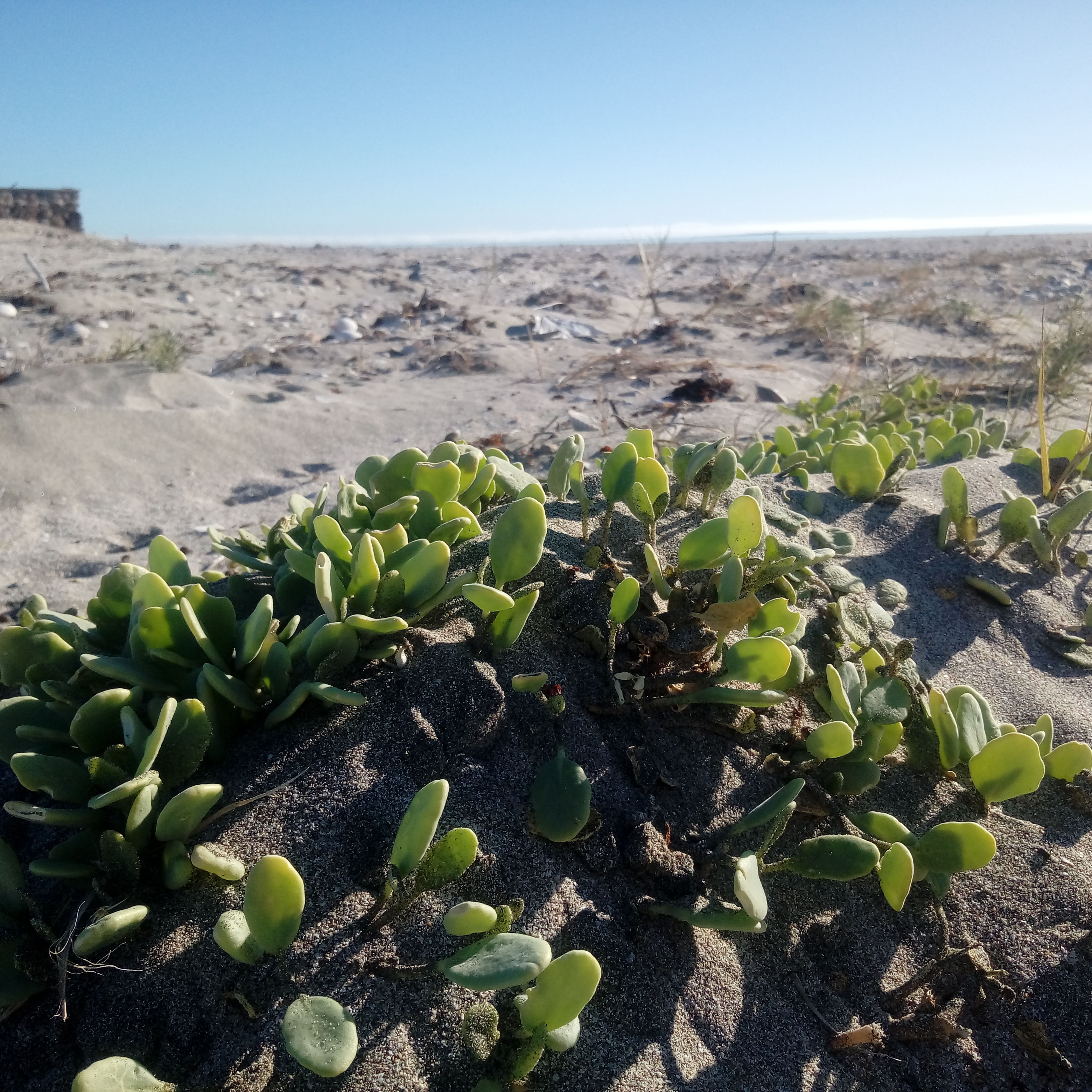 Course Image Flora de Baja California Sur T.M