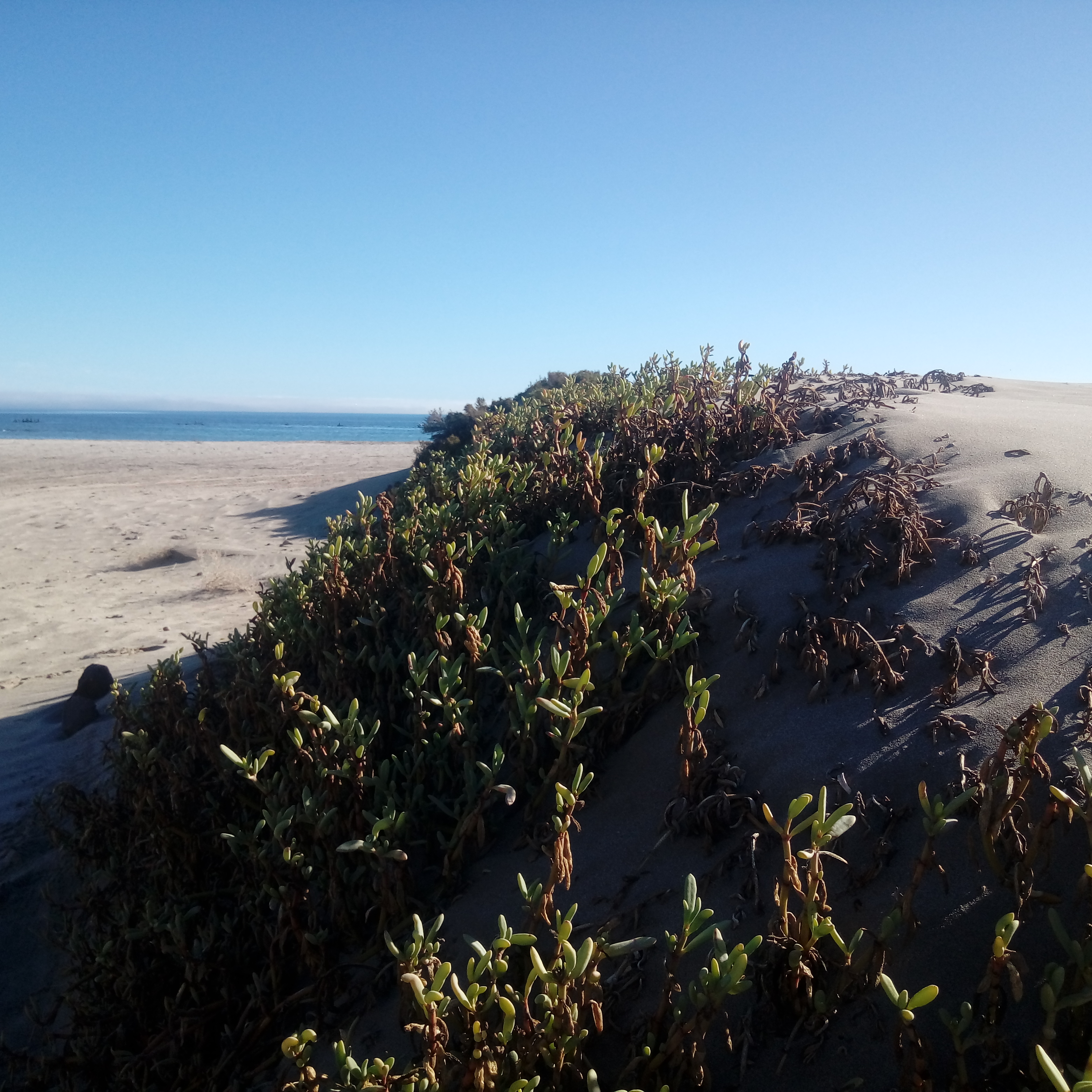 Course Image Flora de Baja California Sur T.V.