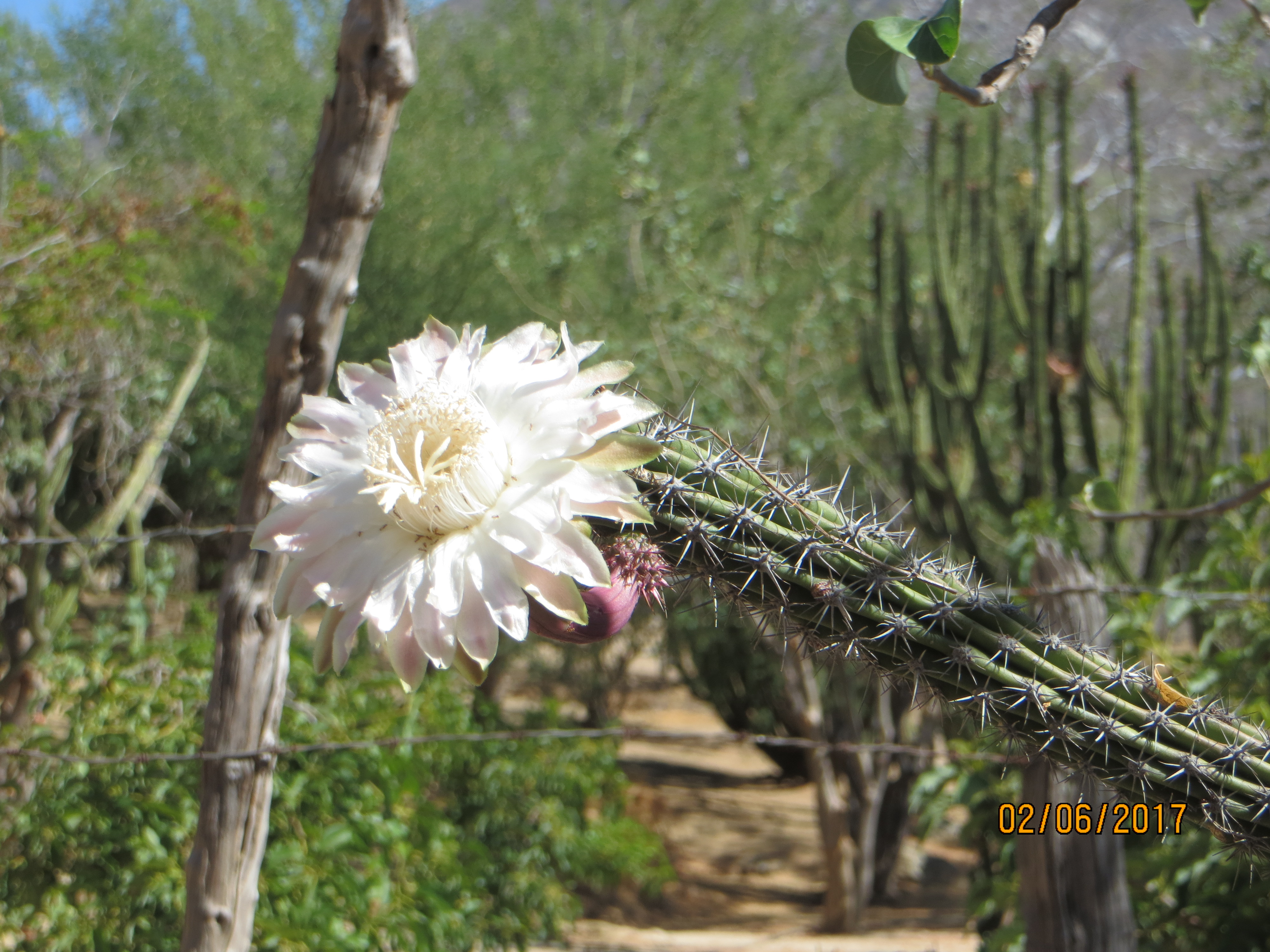 Course Image Plantas del Pastizal  B
