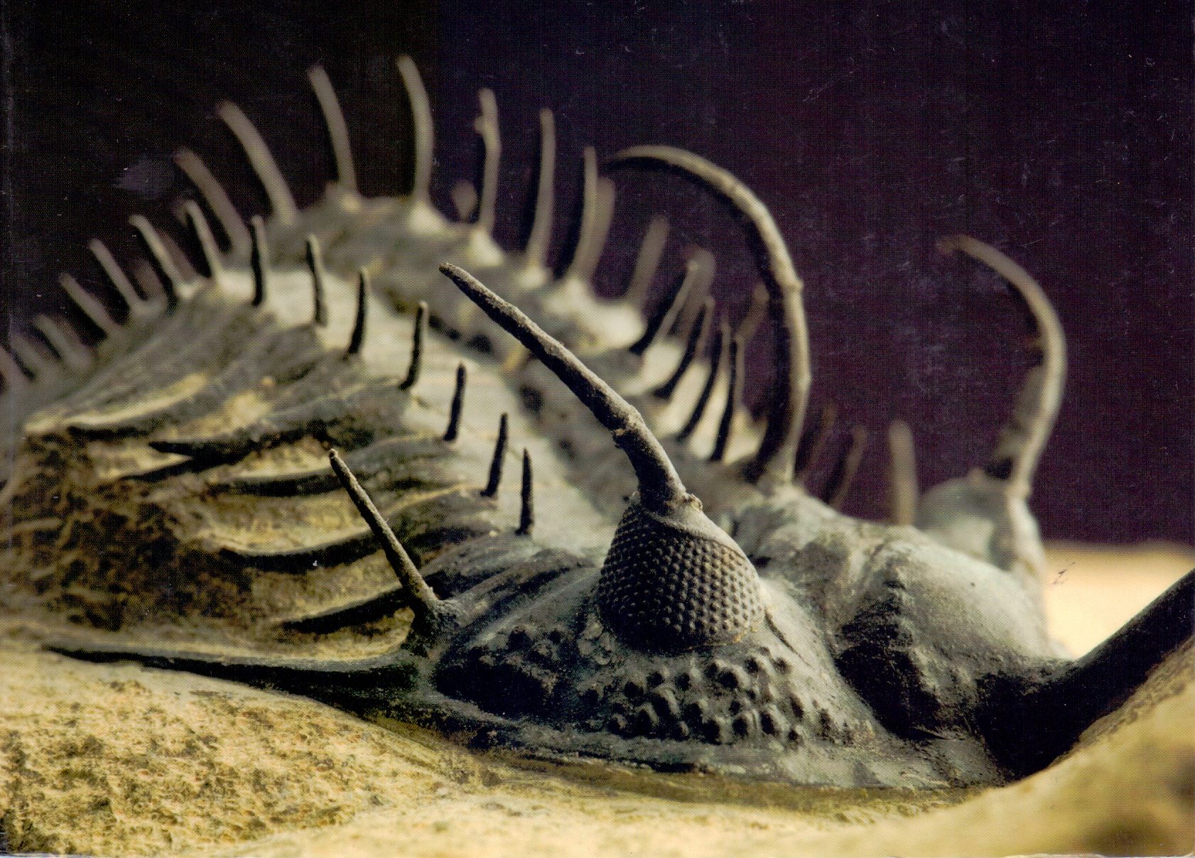 Course Image Paleontología