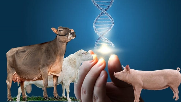 Course Image Genética y Mejoramiento Animal.